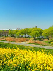 春の菜の花咲く江戸川土手から見る芽吹きの樹のある河川敷風景