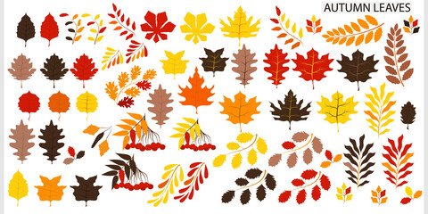 Naklejka premium Vector set of plants, leaves for the autumn theme. Autumn colors