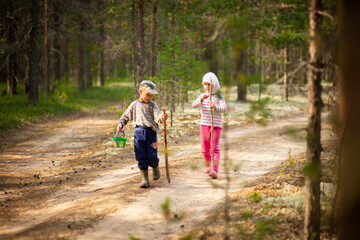 Fototapeta premium a child collects mushrooms in a pine forest, selective focus
