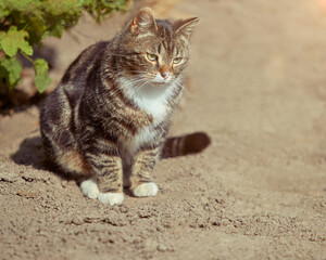 Naklejka na ściany i meble Cat on the ground in the garden