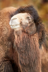 Fototapeta premium Camel close up