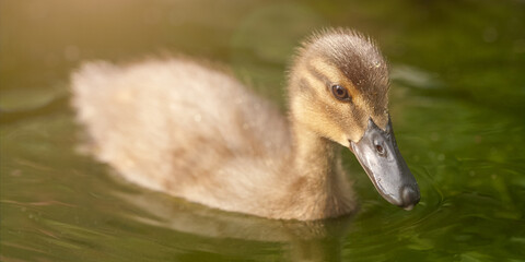 Close up of a young duck in the water