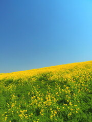 Fototapeta premium 江戸川土手に咲く満開の菜の花と若草と青空風景