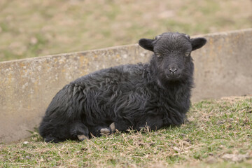 Black Ouessant sheep lamb isolated