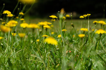 Fototapeta premium dandelions in the meadow