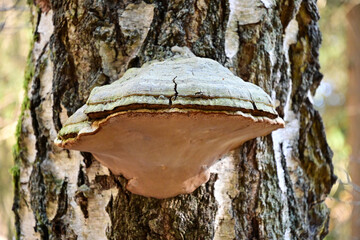 Zunderschwamm (Fomes fomentarius) Pilz an einem Baum im Wald