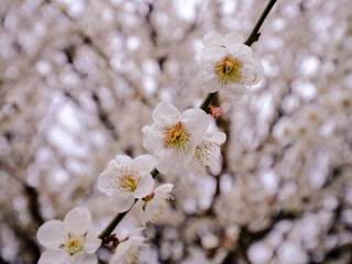 【三重】鈴鹿の森庭園のしだれ梅の風景