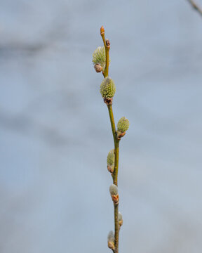 buds of willow