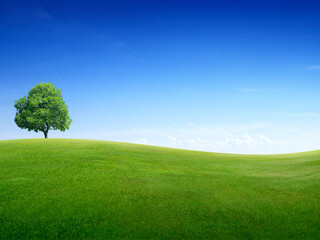Landscape view of Lonely large tree on green meadow with blue sky background.