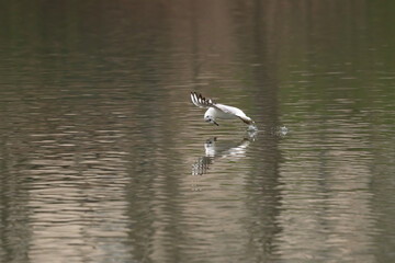 Mouette rieuse