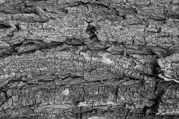 background of close-up of gray tree bark