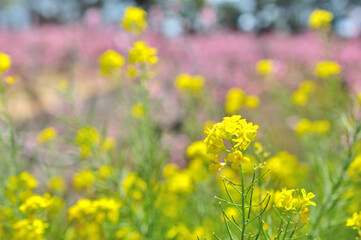 菜の花と桃の花