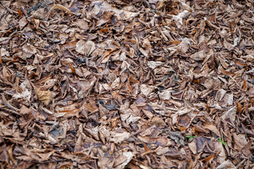 Natural wood with a fine structure, photographed outdoors in daylight
