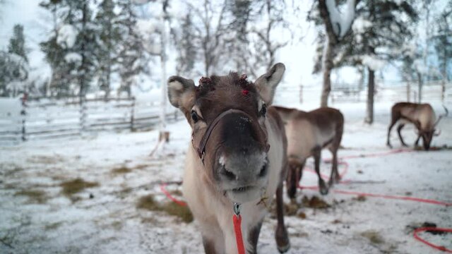 reindeer in natural enviroment in scandinavia