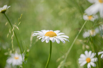 Large white field daisy flower in the field