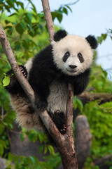 Giant panda bear eating bamboo in forest - 423192767