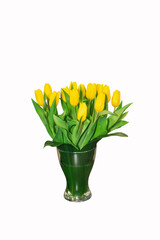 Yellow tulips in glass vase on white background. Interior element