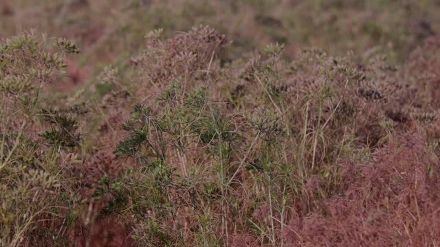 Cultivation of cumin,cumin (zira) on a farm in Gujarat India,most popular cumin seeds plant in indian farm or garden,carvi