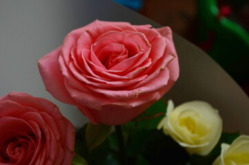 Pink roses bouquet on a white background close up