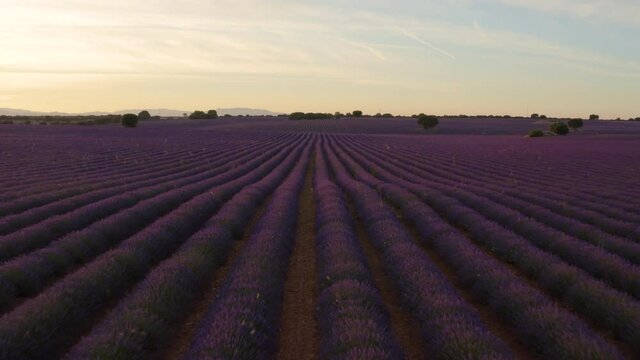 Campo de lavanda con dron