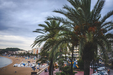 Fototapeta premium Imagen de palmeras en un dia de verano europeo