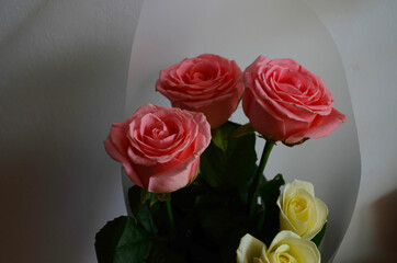 Pink roses bouquet on a white background close up