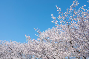 満開の桜の花