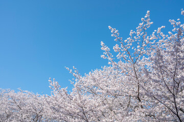 満開の桜の花