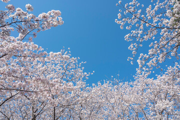 満開の桜の花