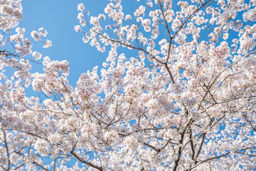 満開の桜の花