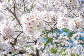 満開の桜の花