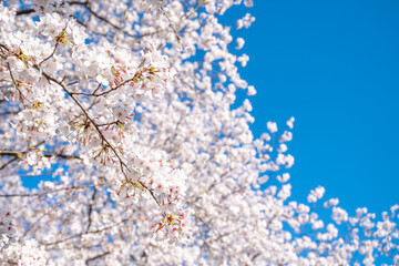 満開の桜の花
