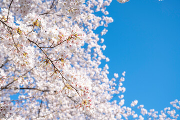 満開の桜の花
