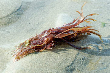 Small red algae lying on sand in the Atlantic Ocean at low tide, aquatic vegetation of the sea. Algae isolated on sand.
