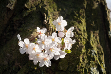 満開の桜の花