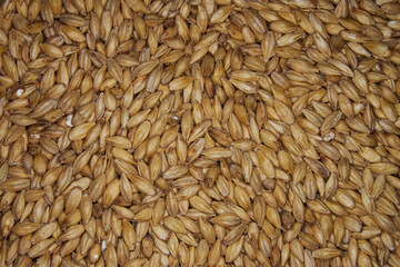 close up of many malt grain for brewing beer