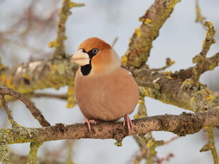The Hawfinch (Coccothraustes coccothraustes) on a branch in natural habitat