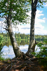 Zwei Bäumen stehen am See am Naturlehrpfad Kladska Kaiserwald, Böhmen Tschechien 