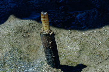 Solen getting out of the sand with high tide coming: Solen (bivalve), edible mollusk also known as razor shell. Man picking up a long yellow mollusk hidden in the mud. Ancestral fishing technique