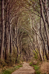 Weg durch den Poel Wald