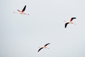 Flamingos flying