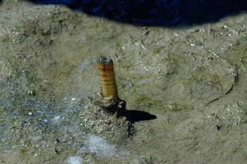 Solen getting out of the sand, mud with high tide coming: Solen (bivalve), edible mollusk also...