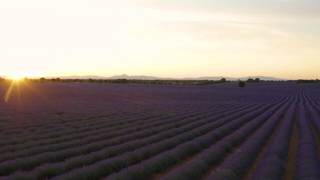 Campo de lavanda con dron
