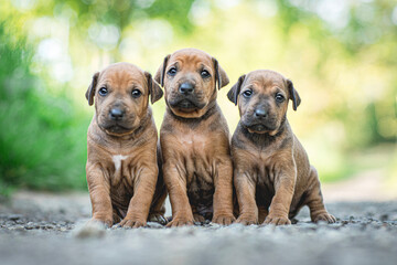 three puppies rhodesian ridgeback  dogs on the grass
