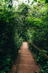 Fototapeta premium Wooden stairs in amazing green forest