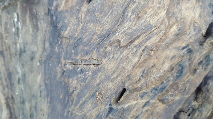 wood texture.suitable for background