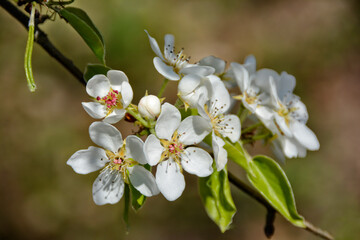 Kirschblüte