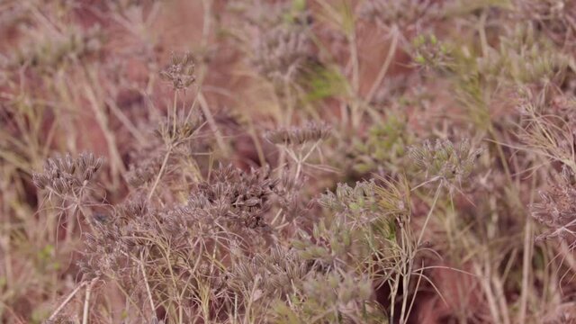 Dry caraway seeds, umbrella plants, background,agriculture of cumin seed, green cumin plants on farm,zira,