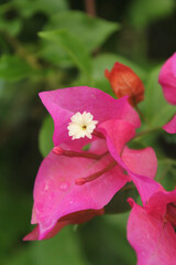 pink coloured flower in green background in fular road in bangladesh - obrazy, fototapety, plakaty