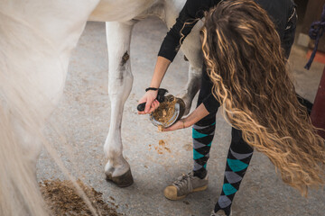 Young caucasian woman cleaning and preparing a horse.